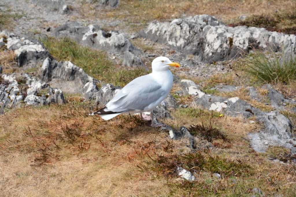 DSC_4967Mittel_.JPG